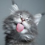 Malangueauchat Malangueauchat