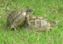 tortue kamasutra