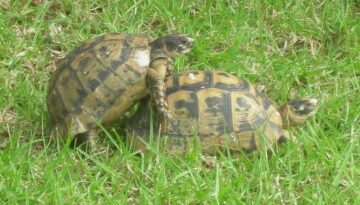 tortue kamasutra