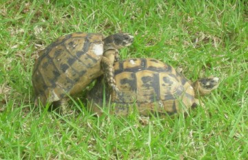 tortue kamasutra